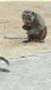 We went in national park to see Monkeys. Some turist was eating ice cream on the park.. One angry, big monkey came steal the ice cream.. It was little bit sceary. But the monkey really like it! 